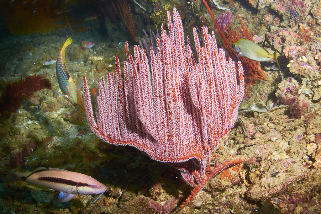 Lyre gorgonian
