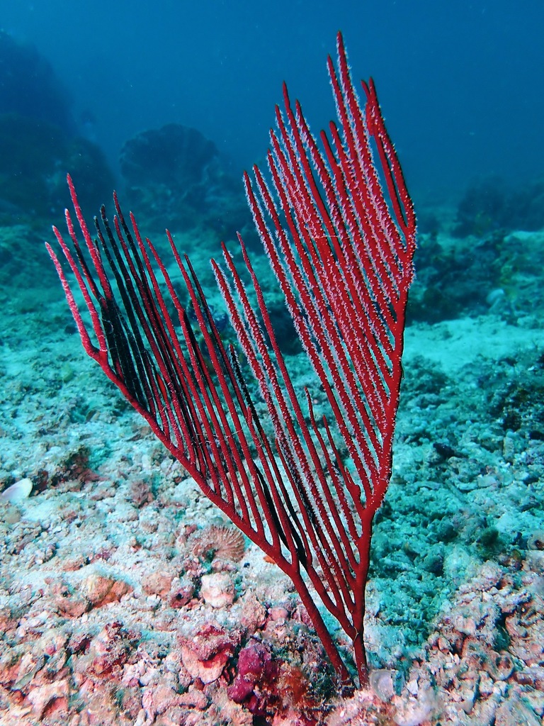 Lyre gorgonian