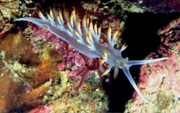 White Flabellina