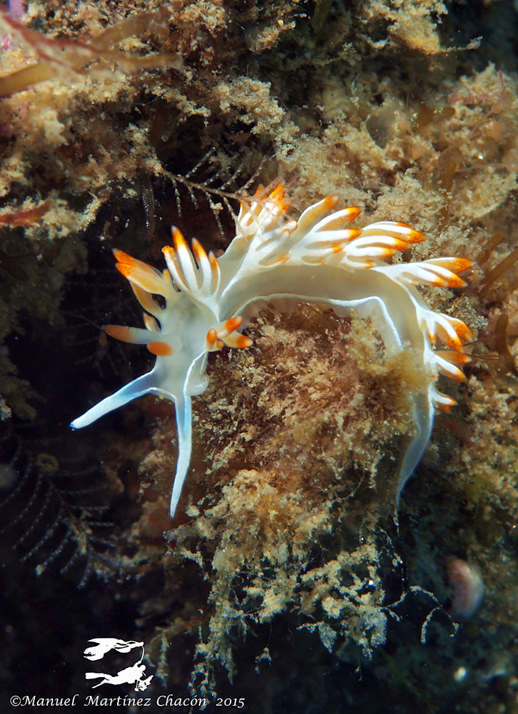 White Flabellina