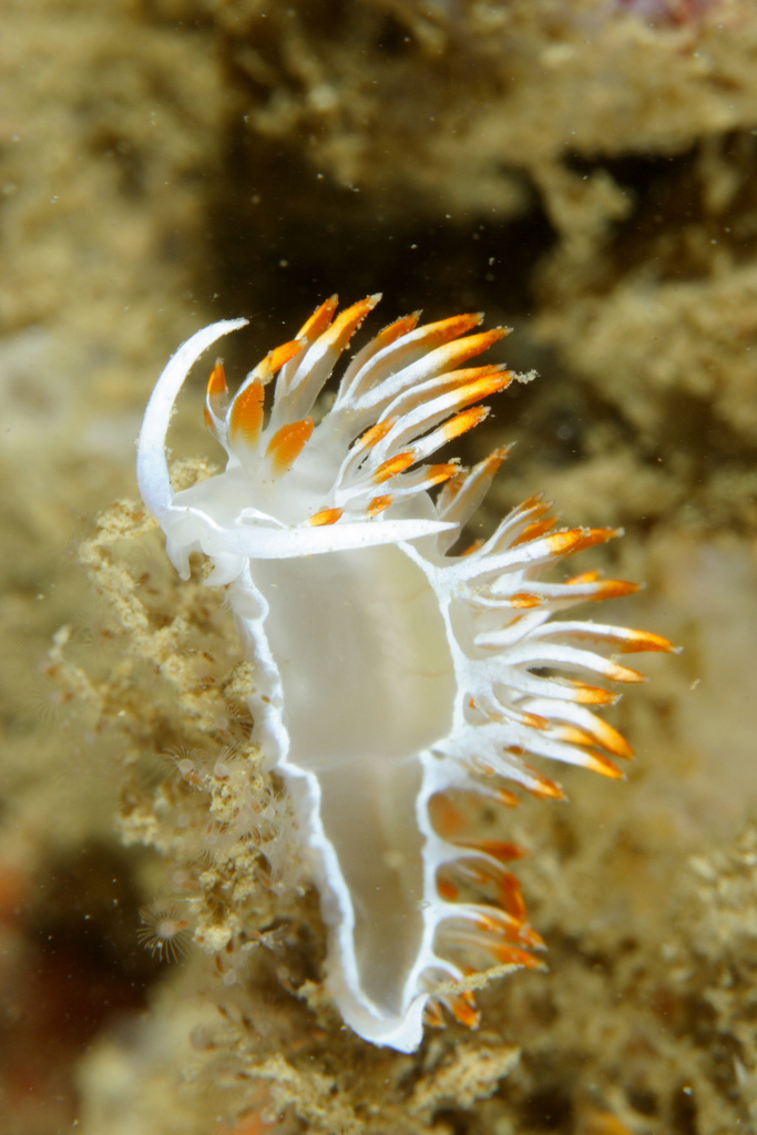 White Flabellina