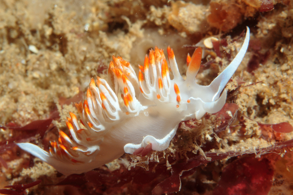 White Flabellina
