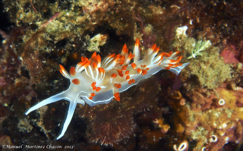 White Flabellina