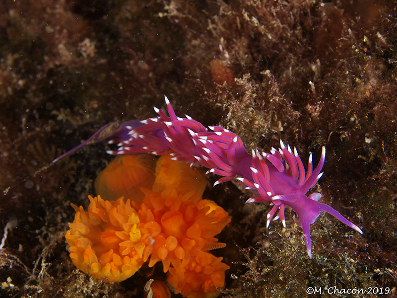 Pink Coryphella