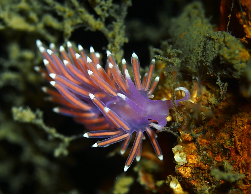 Coryphelle mauve