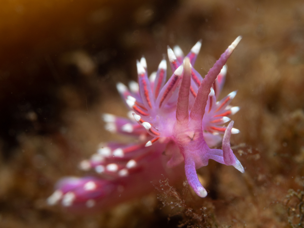Coryphelle mauve
