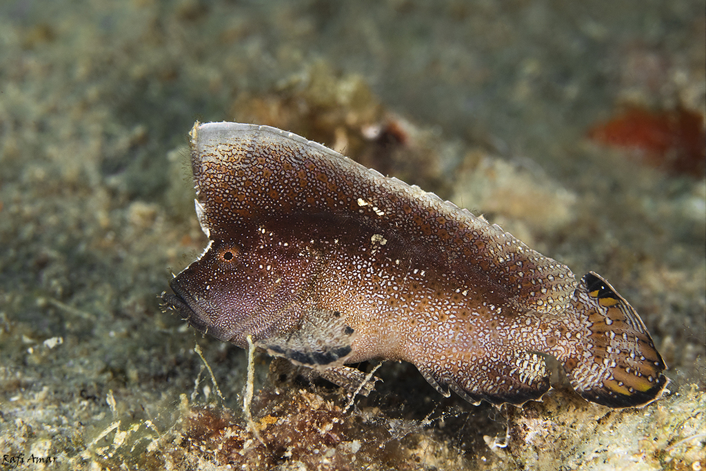 Crested velvetfish