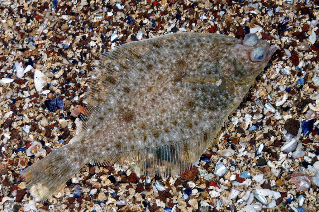 Sand Dab