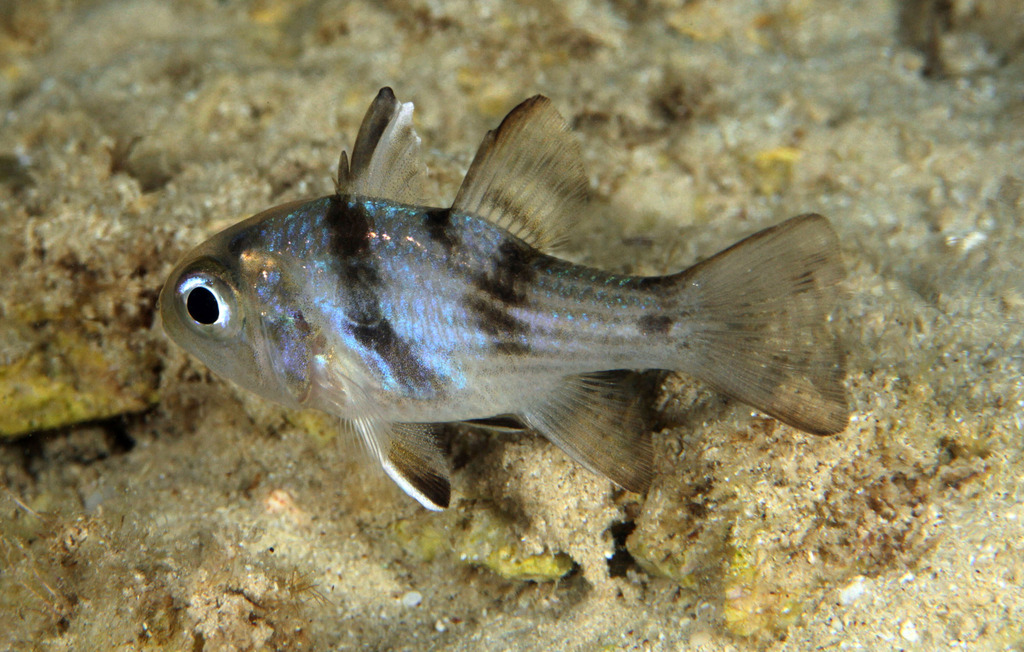 Black-finned Cardinalfish