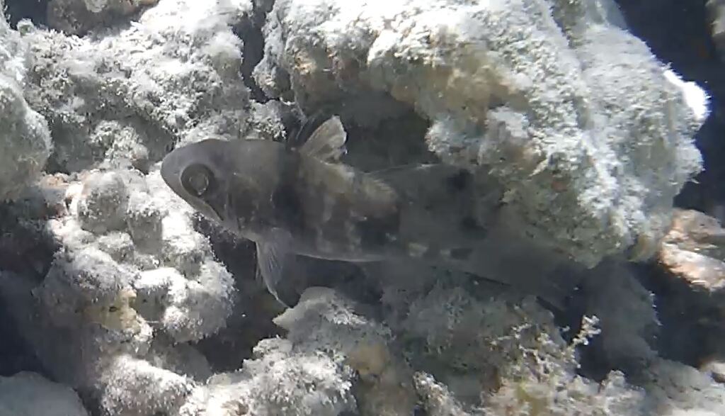 Black-finned Cardinalfish