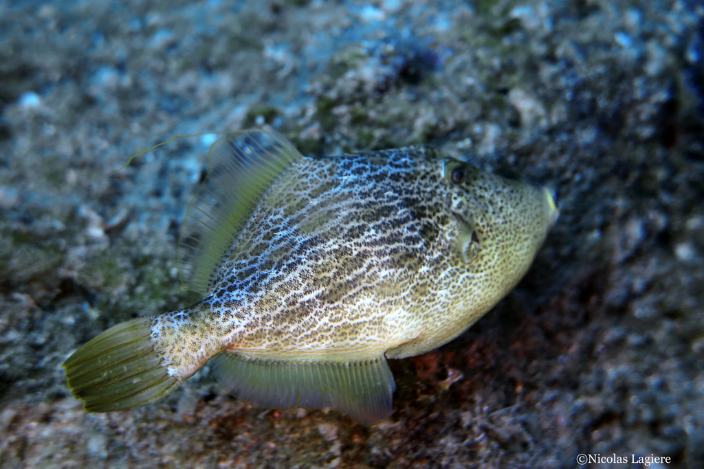 Reticulated Leatherjacket