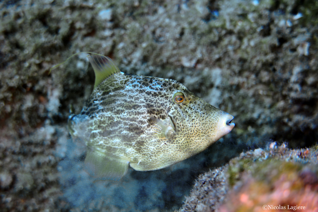 Reticulated Leatherjacket