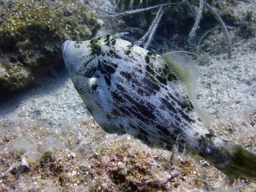 Reticulated Leatherjacket