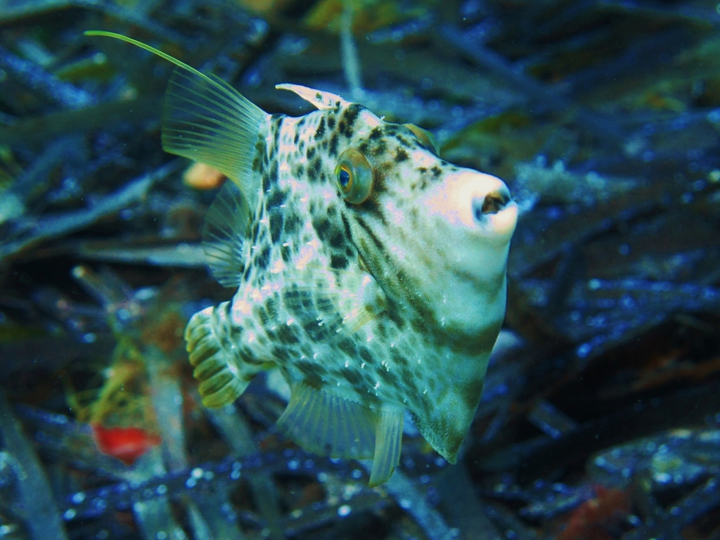 Reticulated Leatherjacket