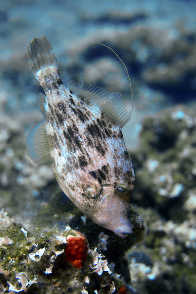 Reticulated Leatherjacket