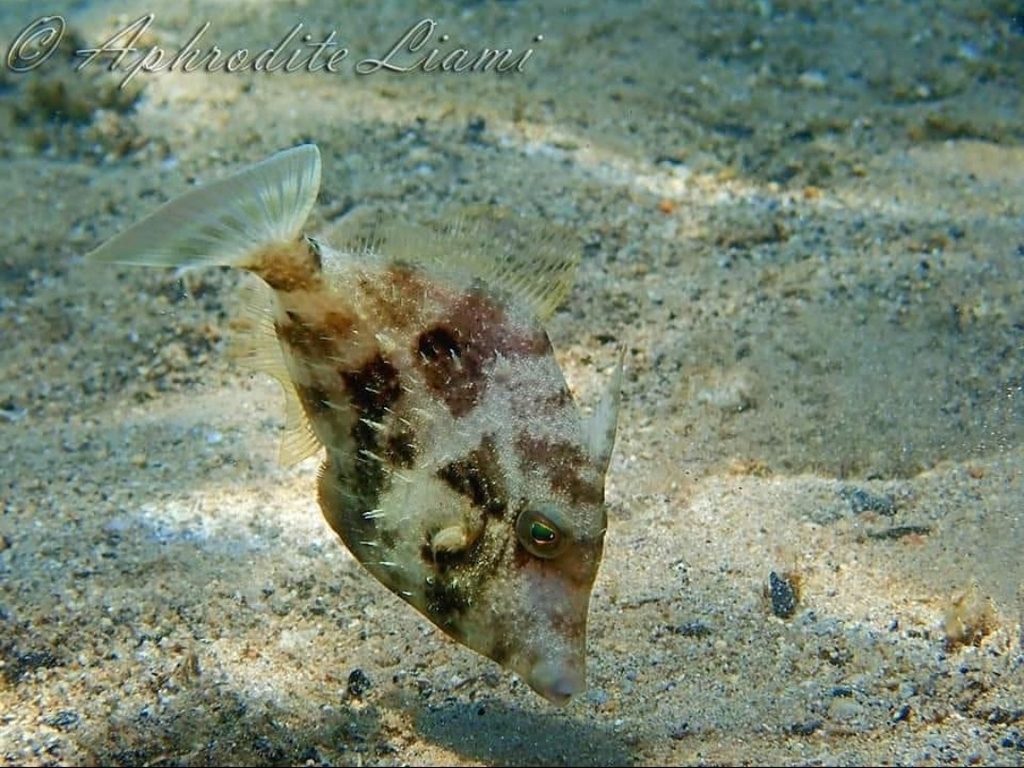 Reticulated Leatherjacket