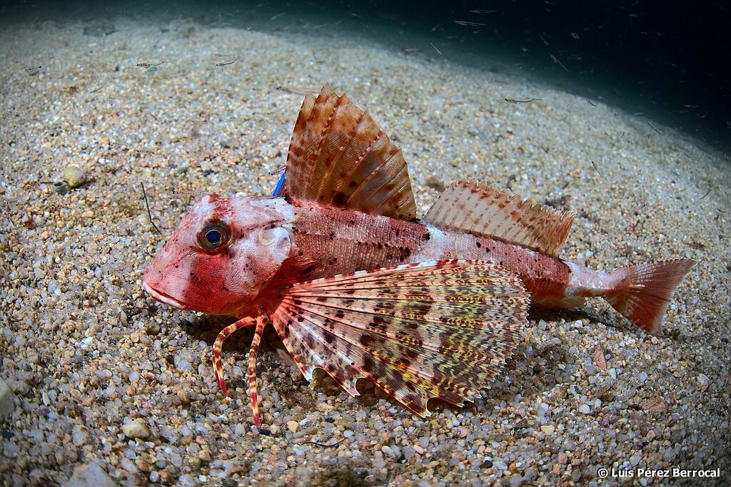 Streaked Gurnard