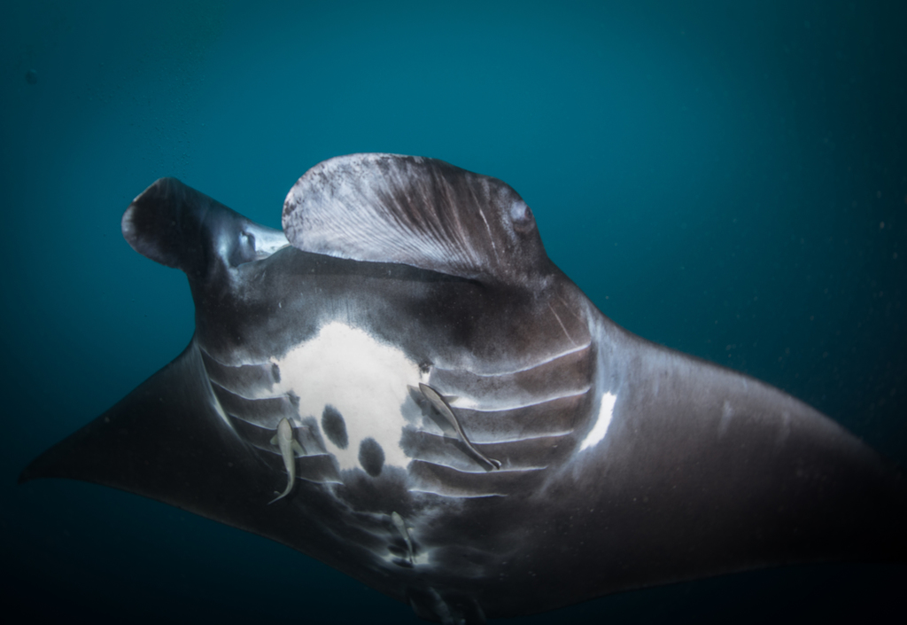 Reef Manta Ray