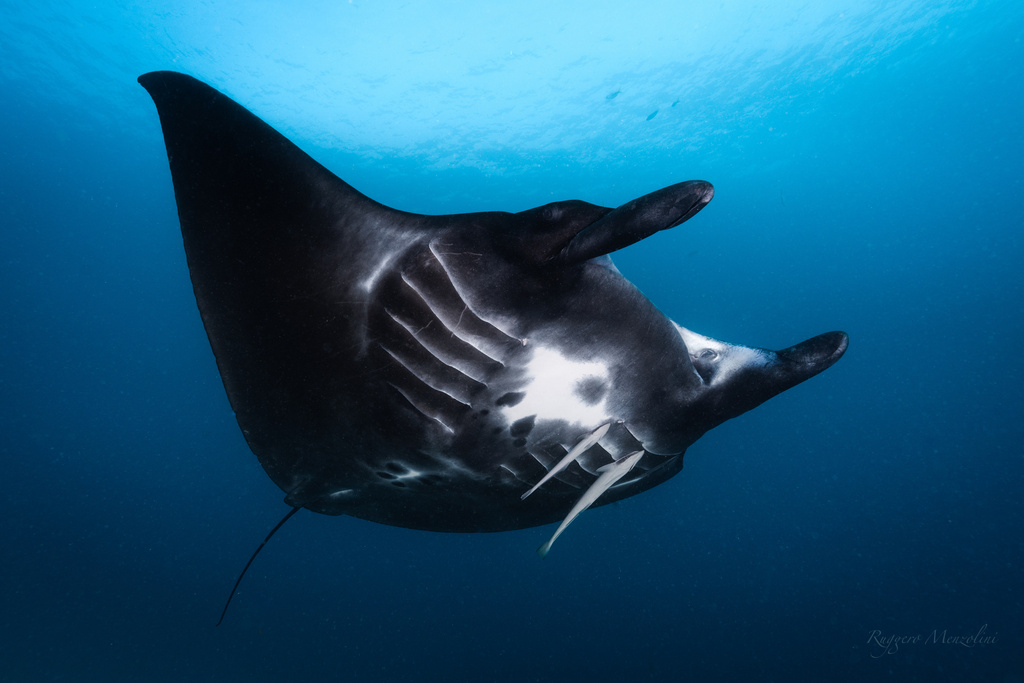 Reef Manta Ray