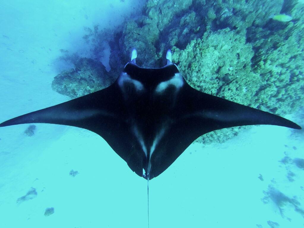 Reef Manta Ray