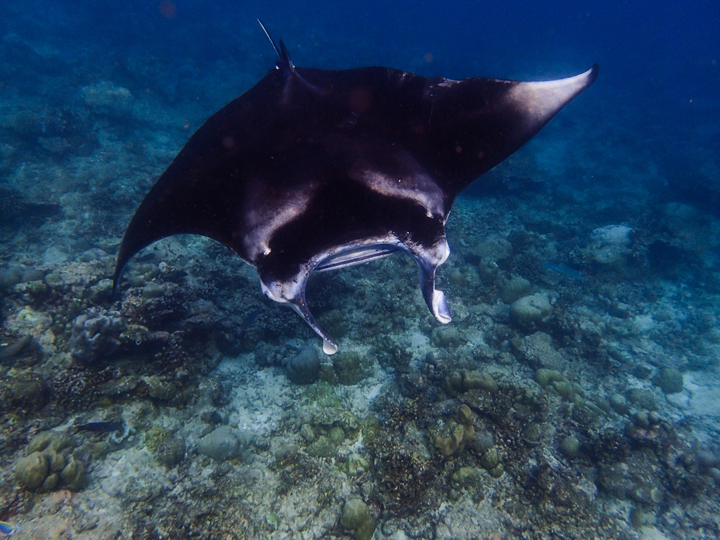 Reef Manta Ray