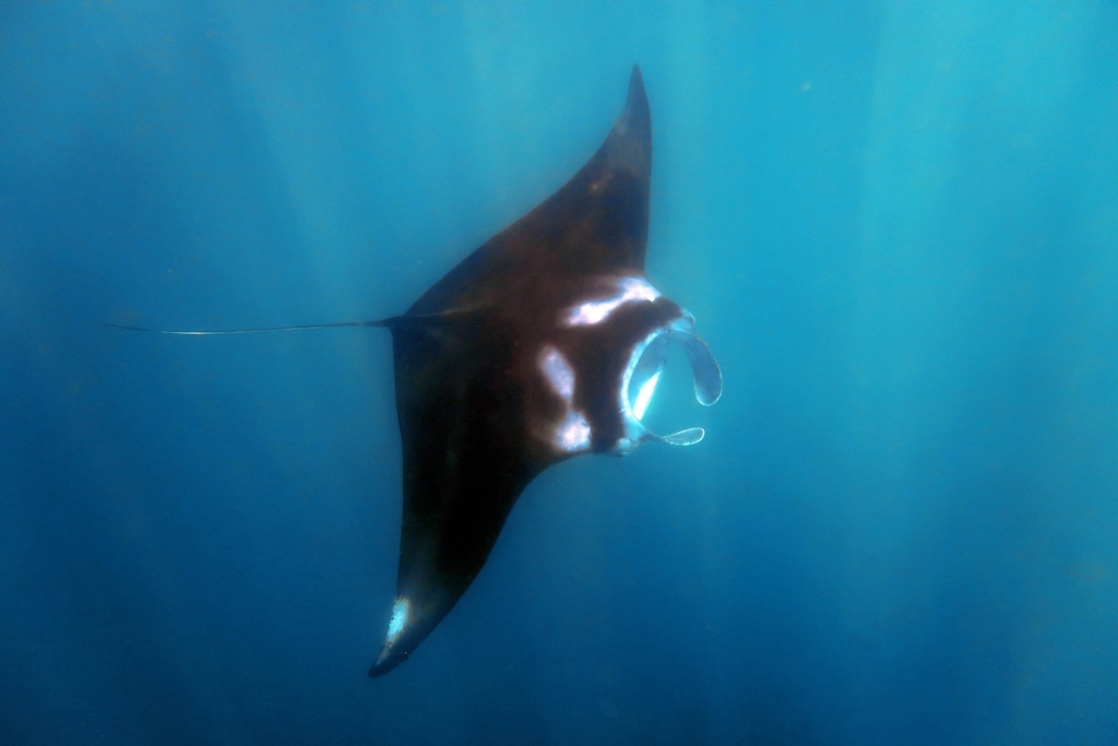 Reef Manta Ray