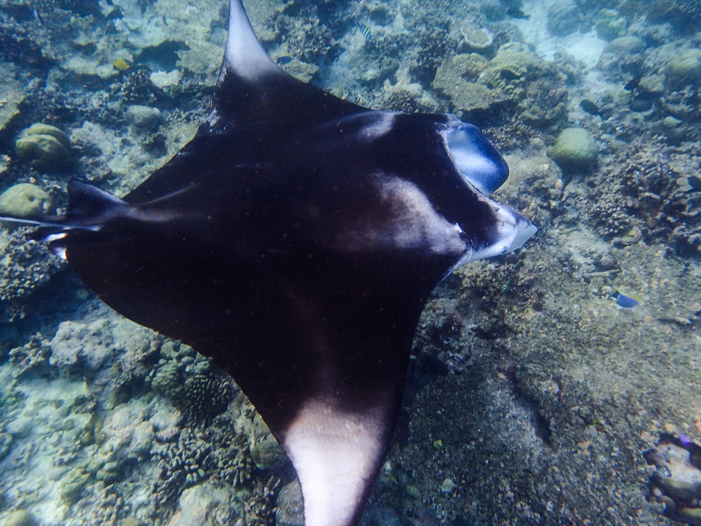 Reef Manta Ray