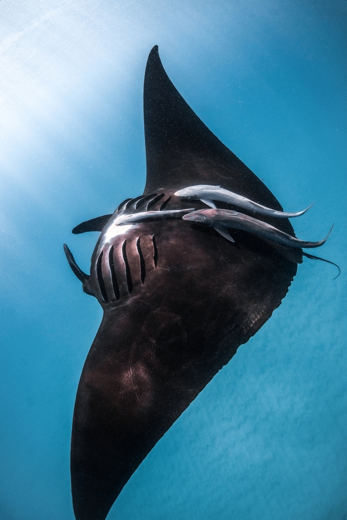 Reef Manta Ray