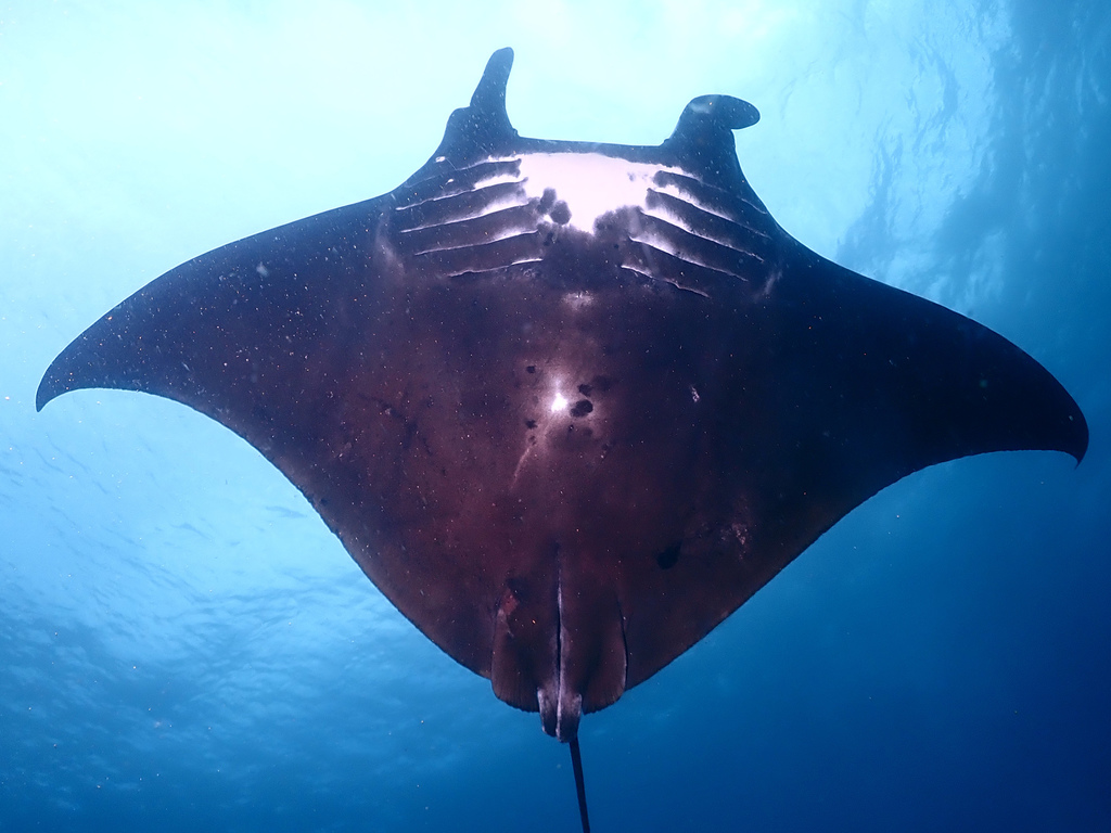 Reef Manta Ray