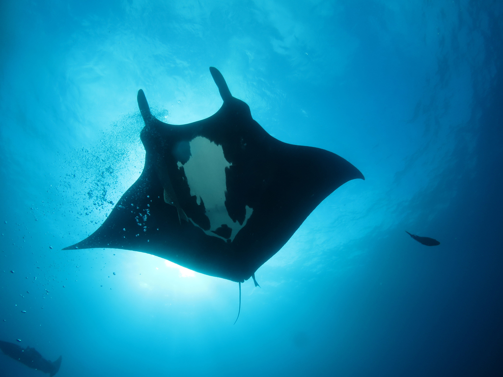 Oceanic Manta Ray