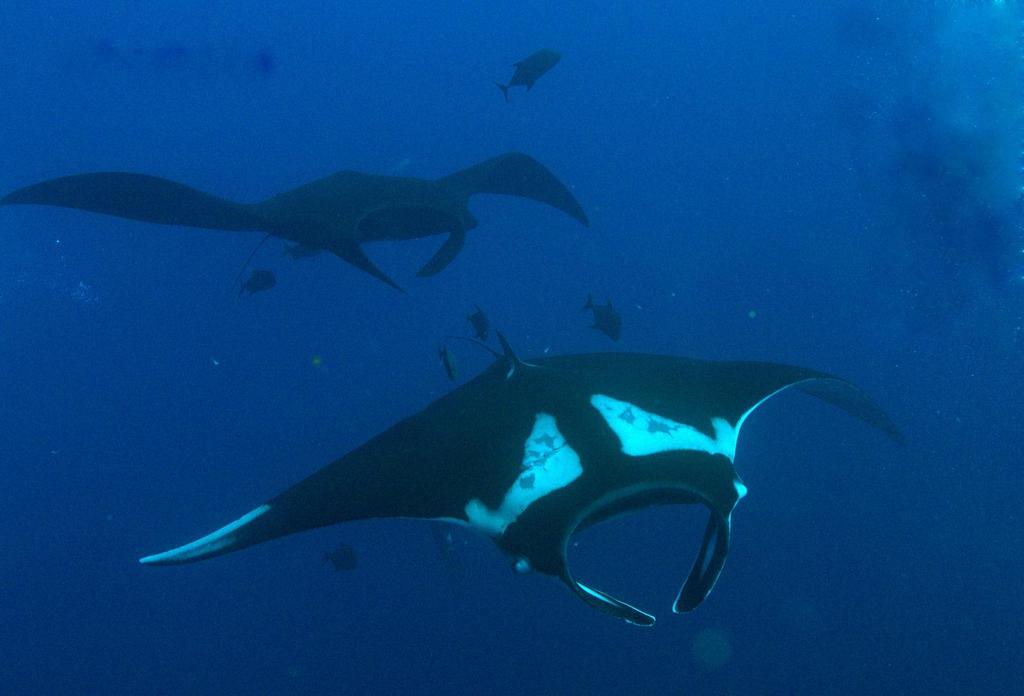 Oceanic Manta Ray