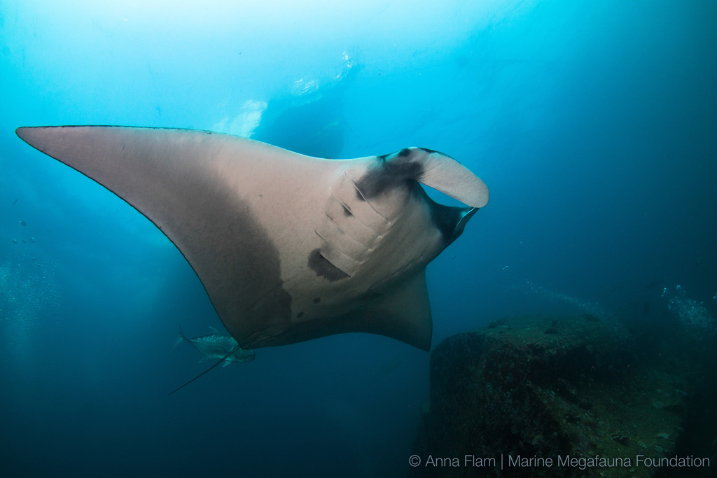 Oceanic Manta Ray