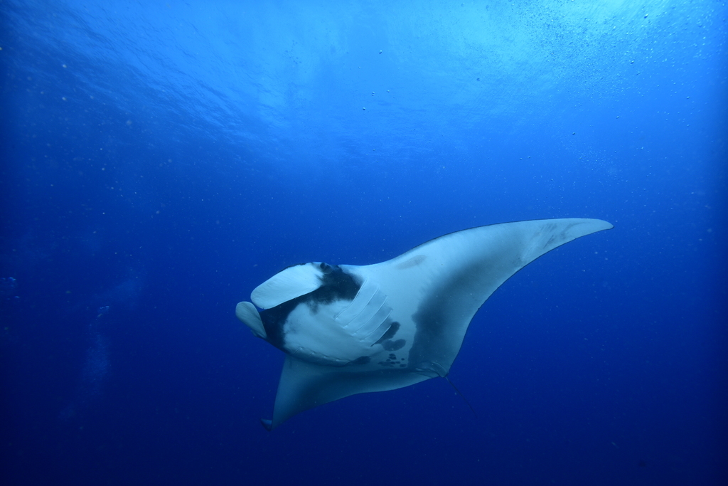 Oceanic Manta Ray