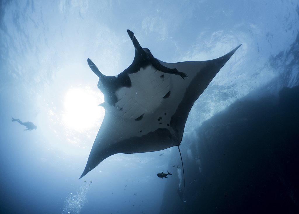 Oceanic Manta Ray