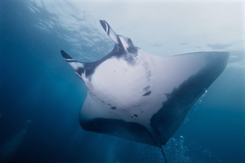 Oceanic Manta Ray