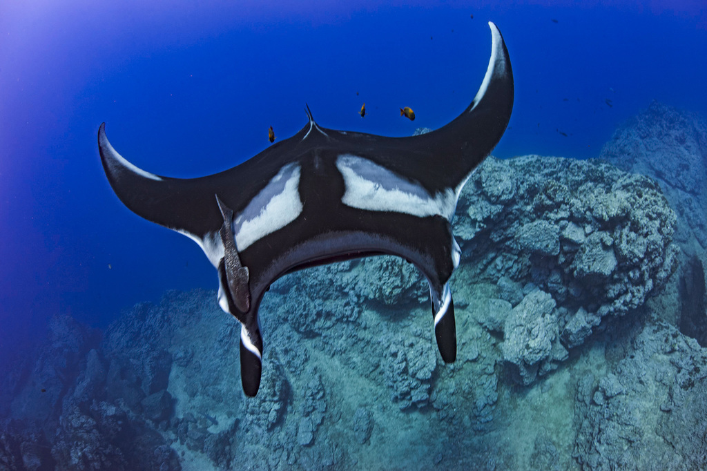 Oceanic Manta Ray