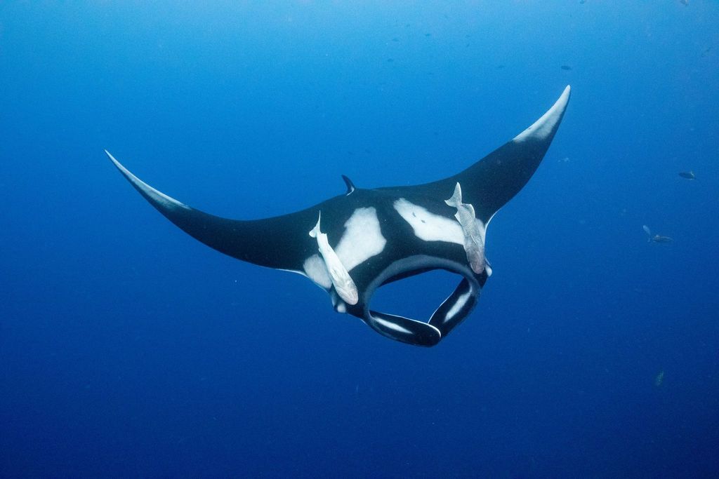 Oceanic Manta Ray