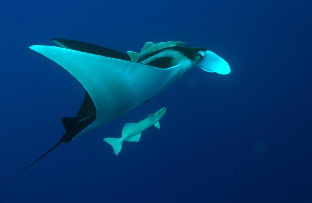 Oceanic Manta Ray