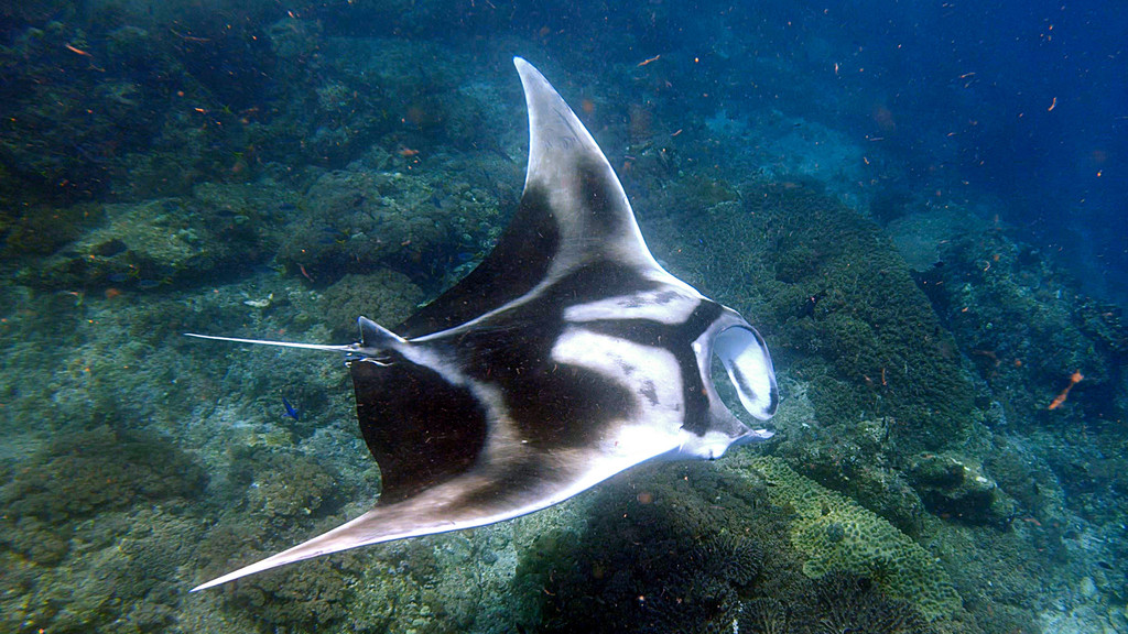Oceanic Manta Ray