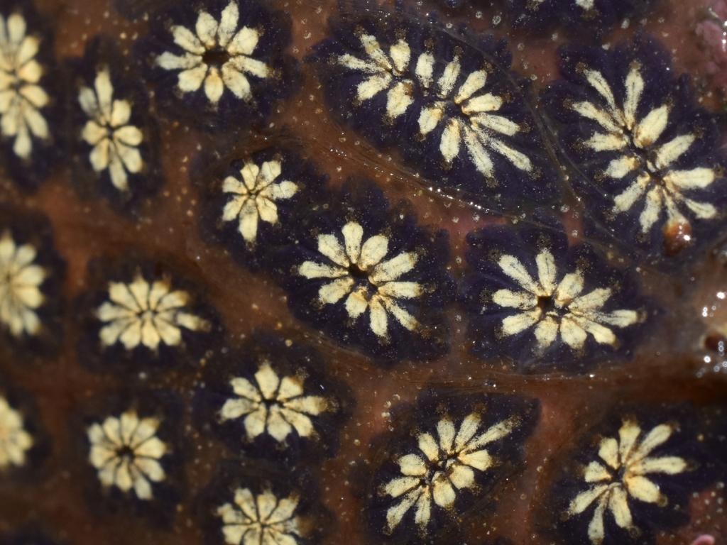 Star Tunicate