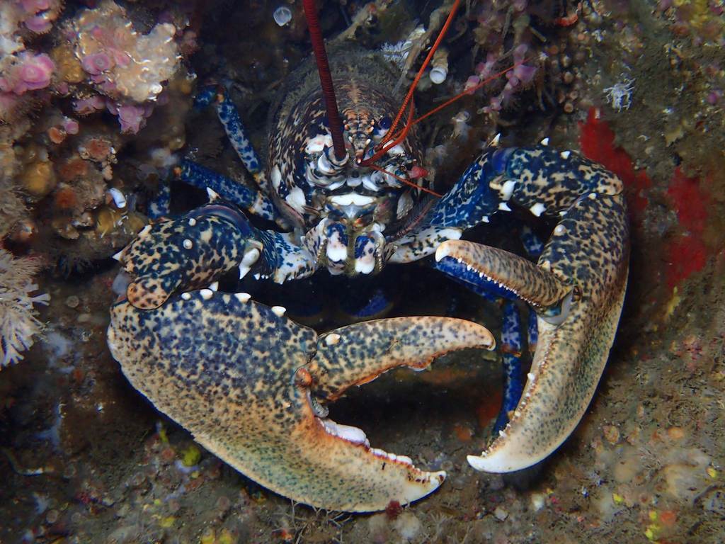 European lobster