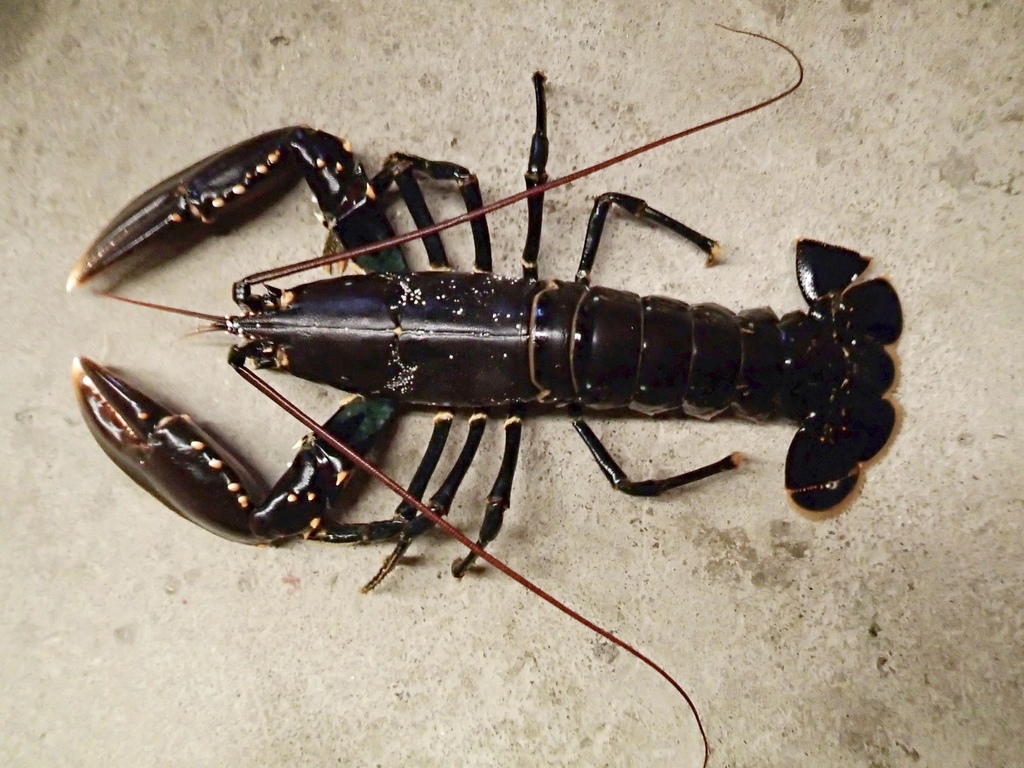 Homard européen