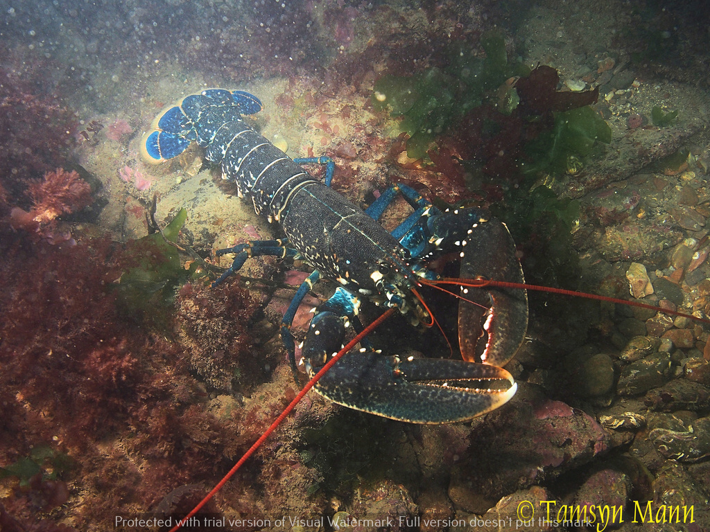 Homard européen