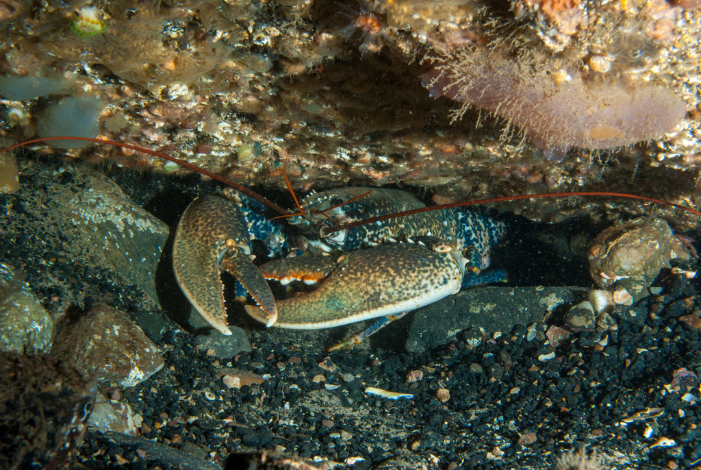 Homard européen