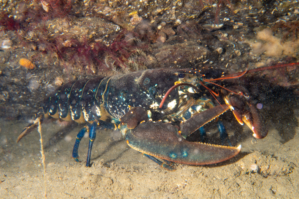 Homard européen