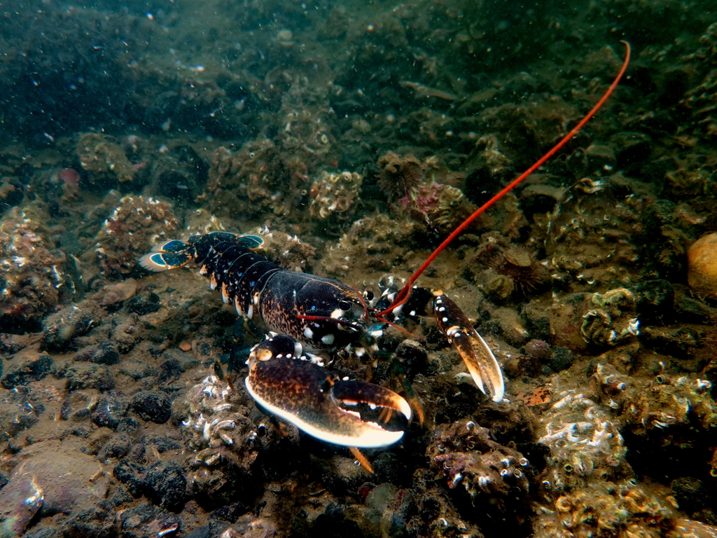 Homard européen