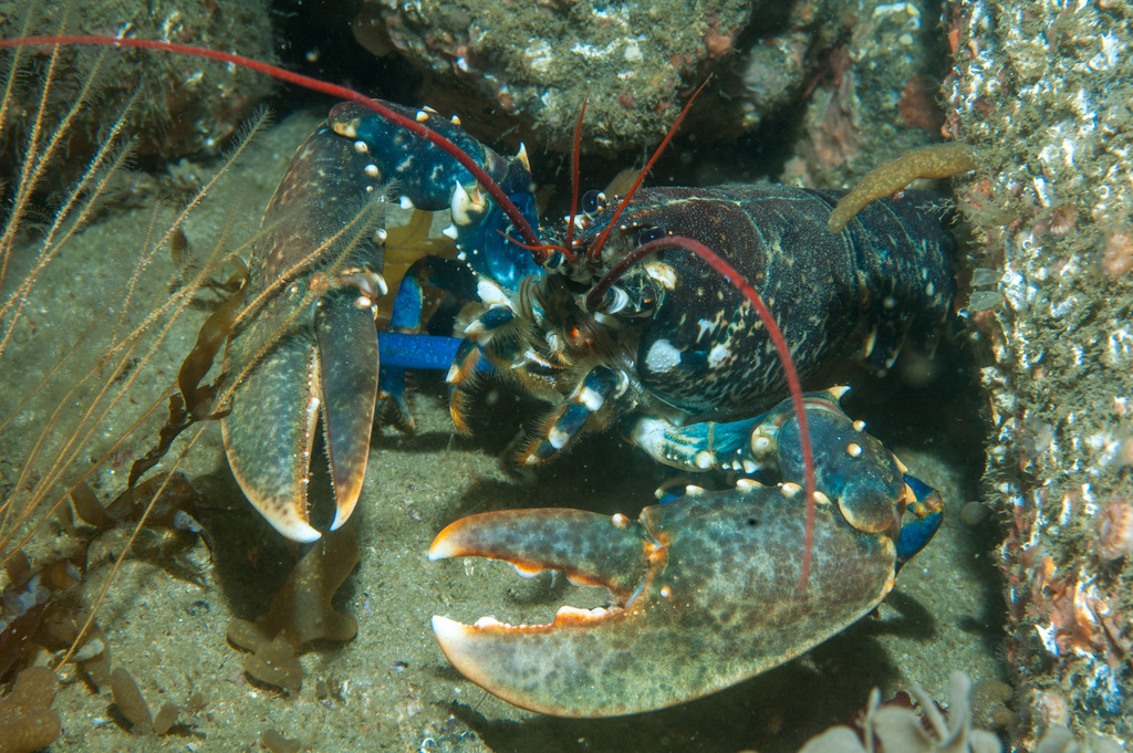 Homard européen