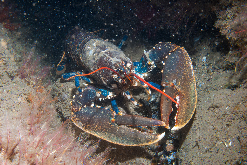 Homard européen