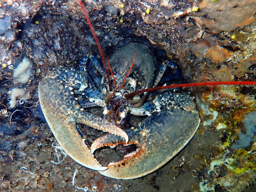 Homard européen