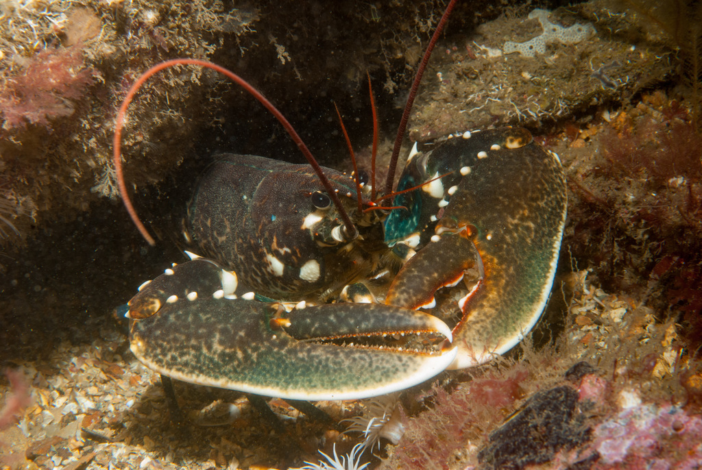 Homard européen